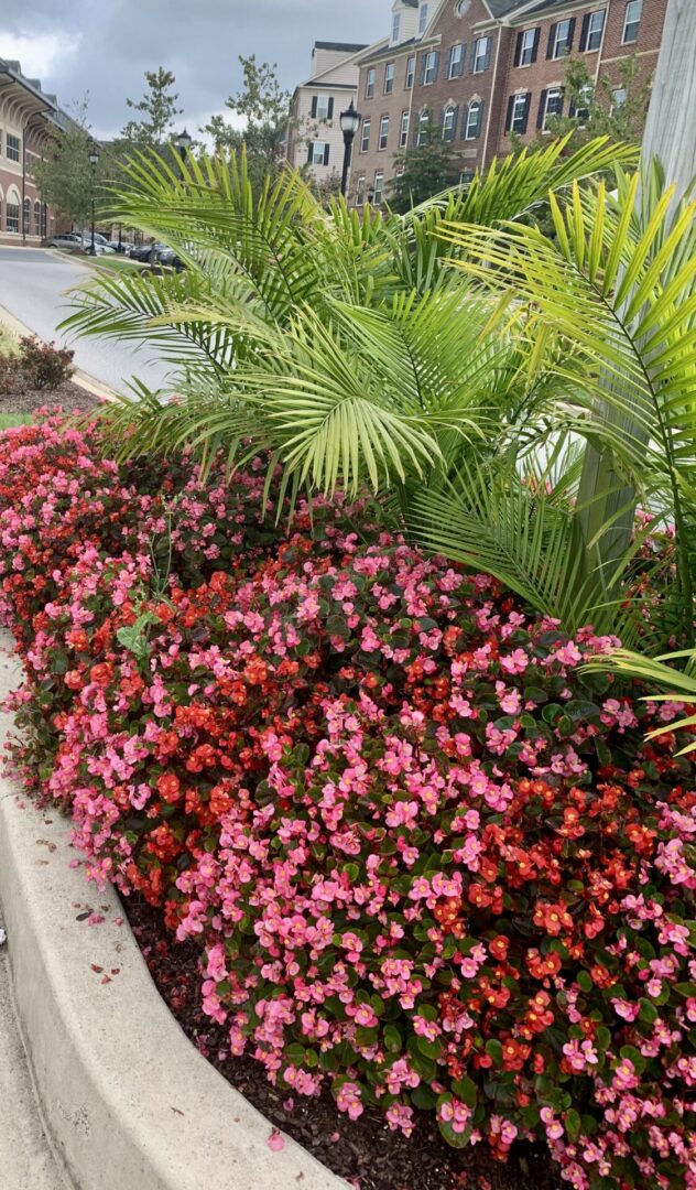 A flower bed with pink flowers and palm trees.